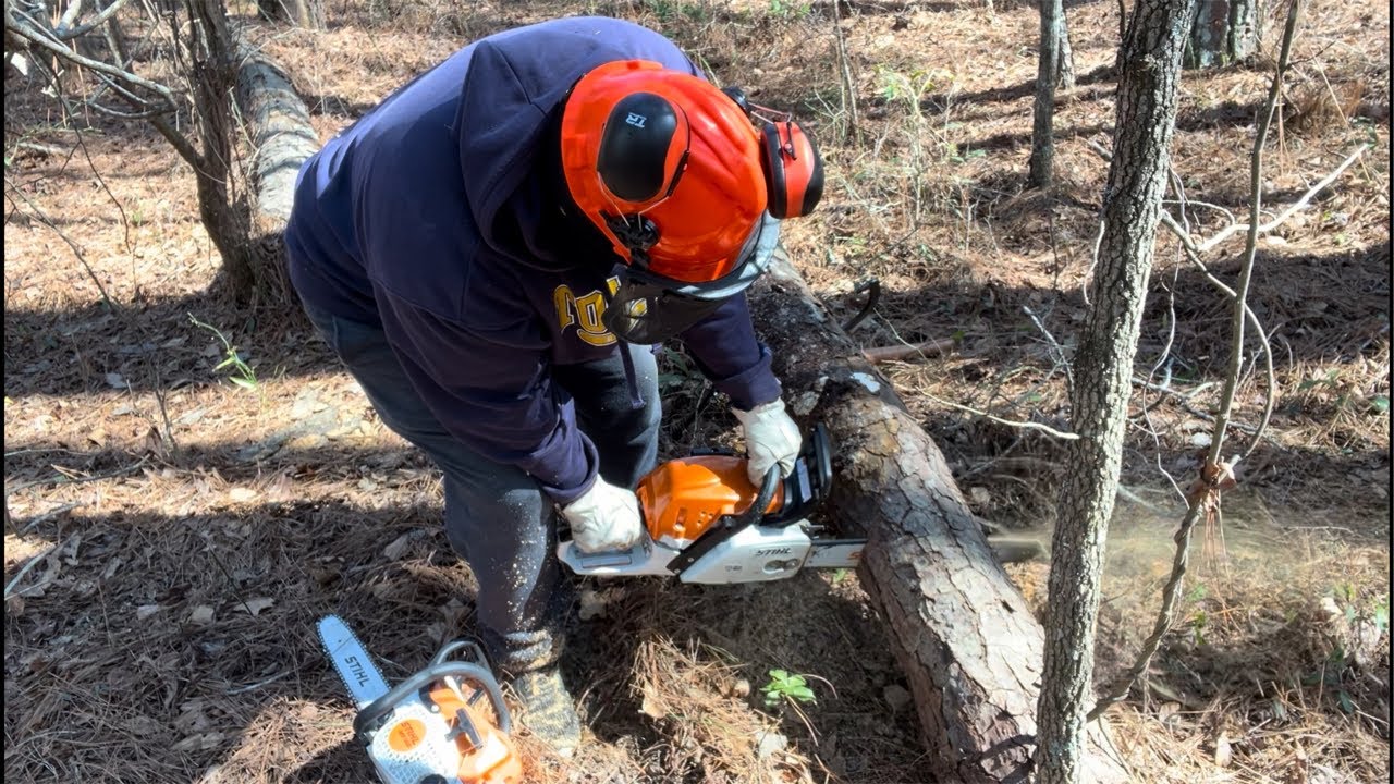 ALERT ‼️ HOMESTEADER SALE ALERT‼️ ALERT ? - YouTube