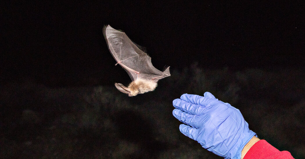Surprising New Research Links Infant Mortality to Crashing Bat Populations - The New York Times