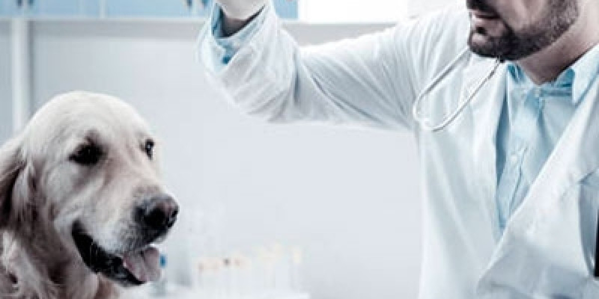 Monitorando a Saúde do Seu Pet: A Importância do Exame de Glicemia na Diabetes Animal