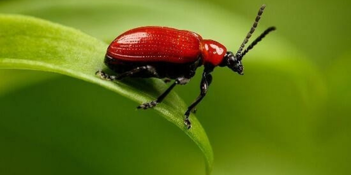 Oluomo emerges NURTW national president - TheCable