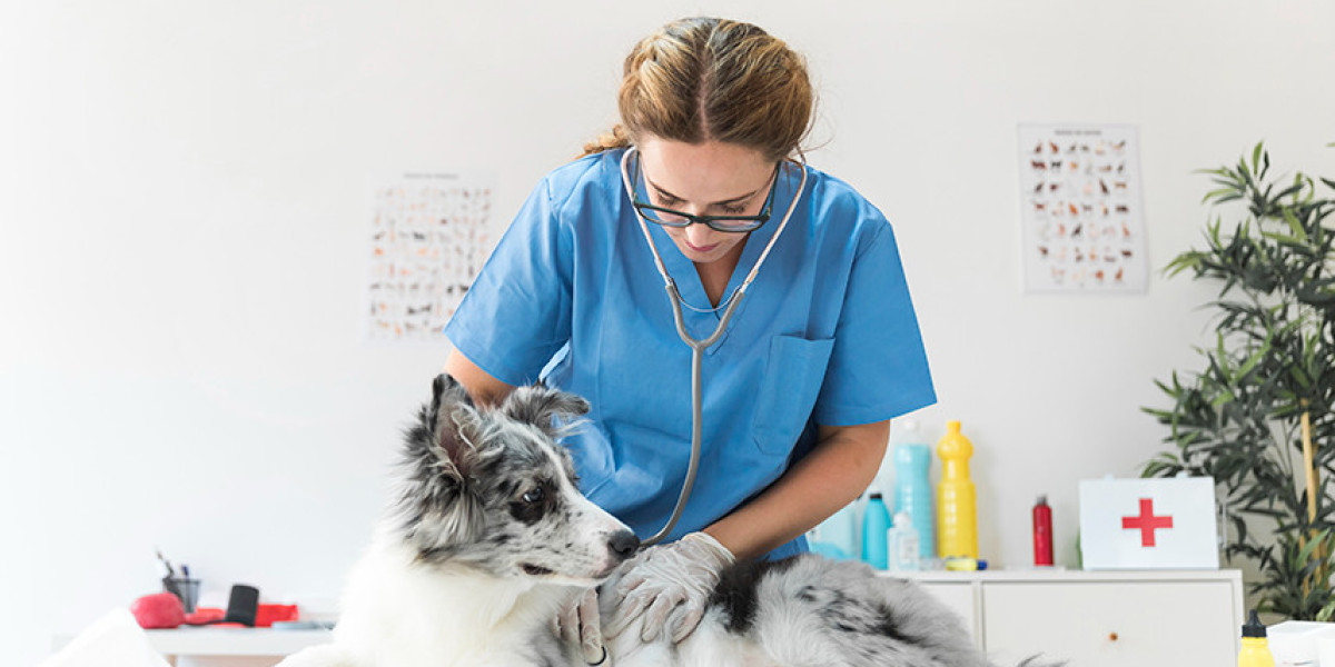 What Is a Pet Wellness Plan?