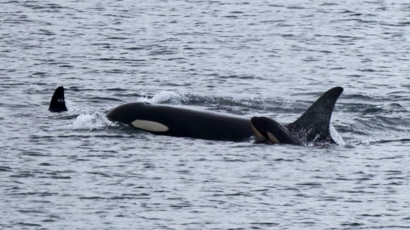 Tahlequah: An orca carried her dead calf for 17 days. She now has a new baby | CNN