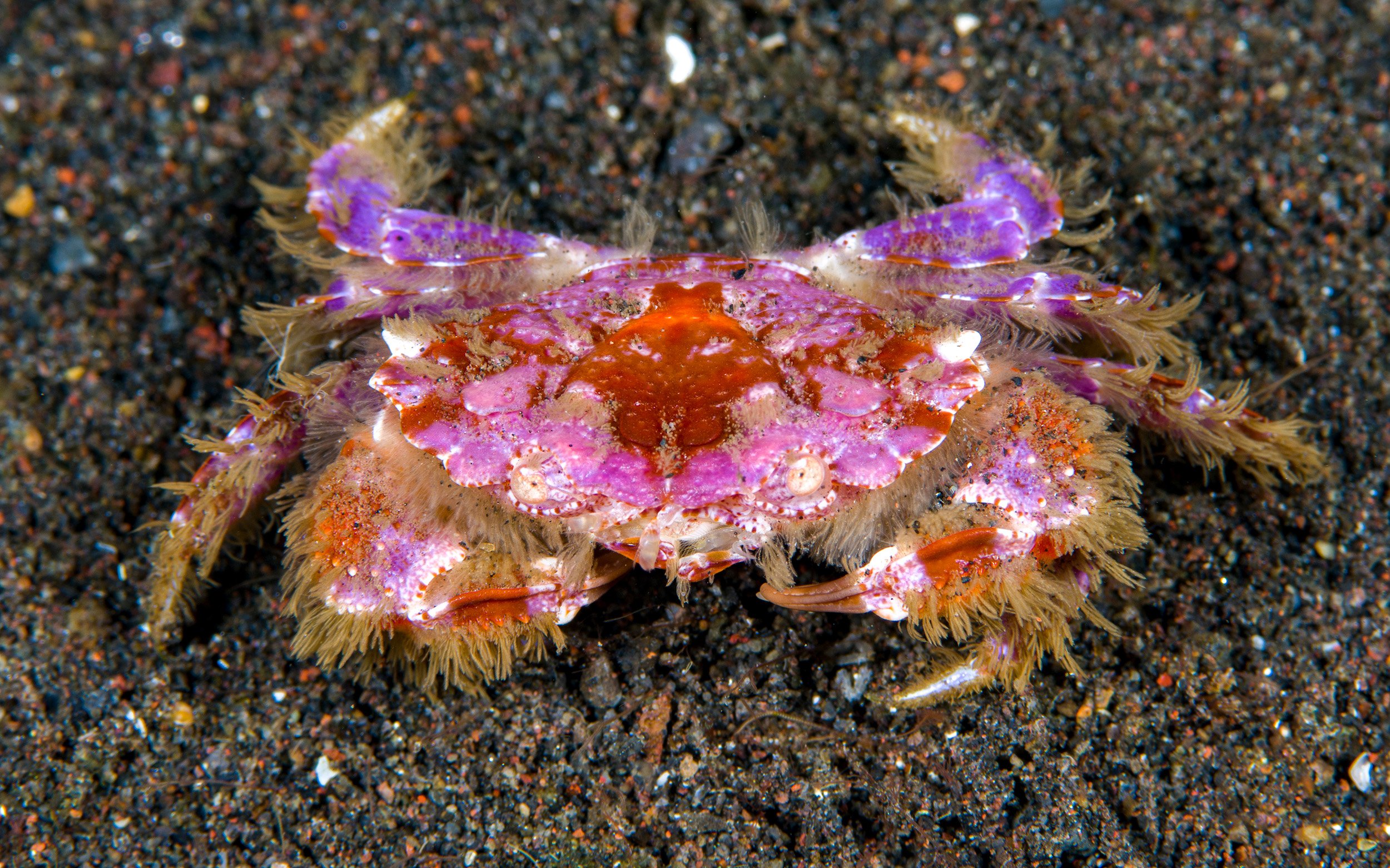 Deadly toxic crabs are trying very hard to warn us - Australian Geographic