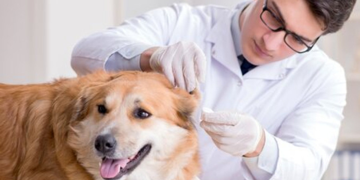 What To Expect From Your Senior Cat's Wellness Exam