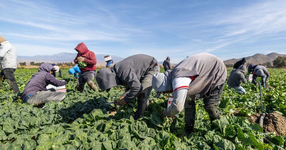 Farm workers ditch shifts amid ICE raid fears as food prices set to skyrocket - US News - News - Daily Express US