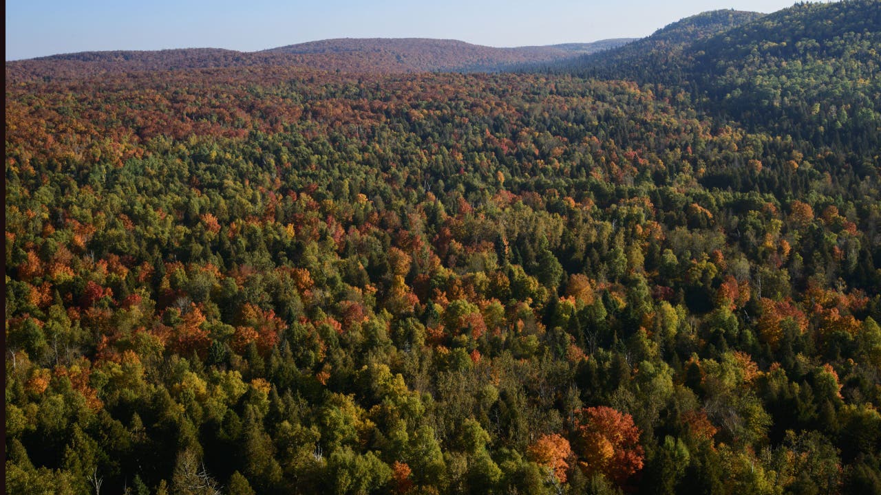 Trump logging order targets all WA national forests | FOX 13 Seattle