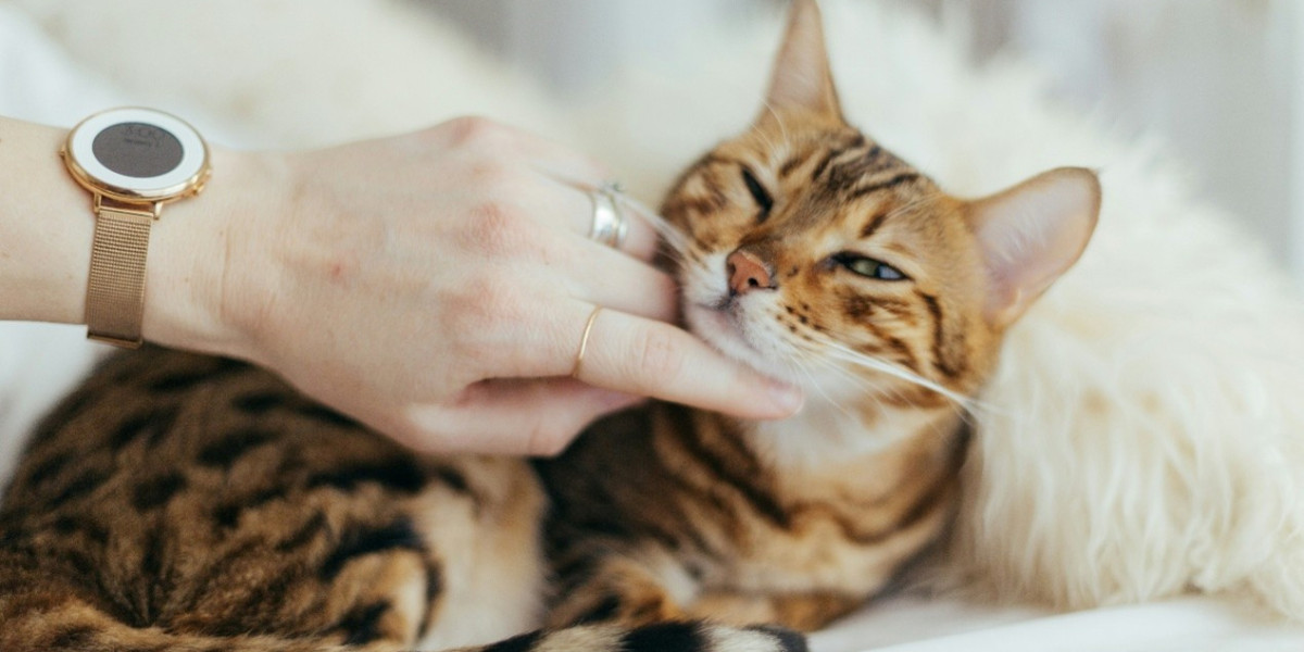 Warum schnurrt eine Katze? Schnurren als Zeichen von Wohlbefinden oder Stress