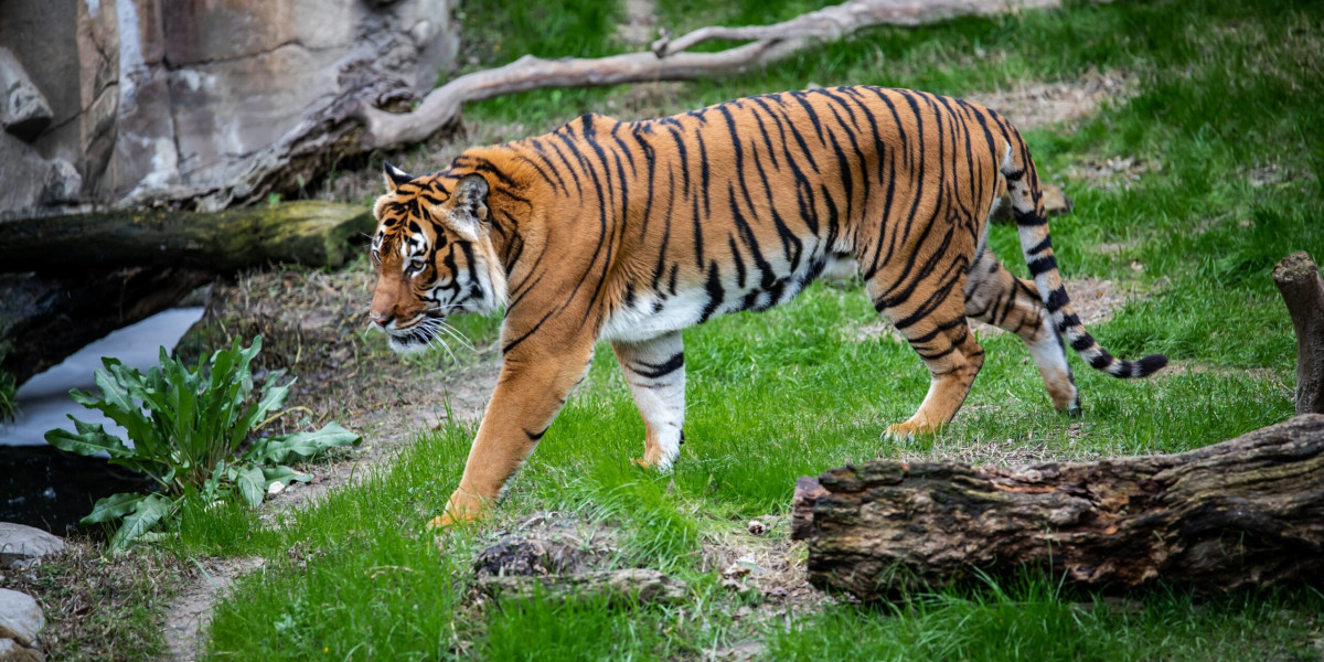Bengal Tiger Safari: A Journey into the Heart of Wild