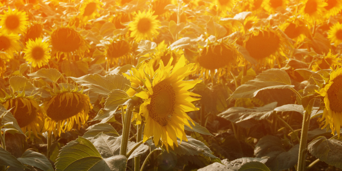 Understanding Borrowing Without Credit Checks: Opportunities And Risks